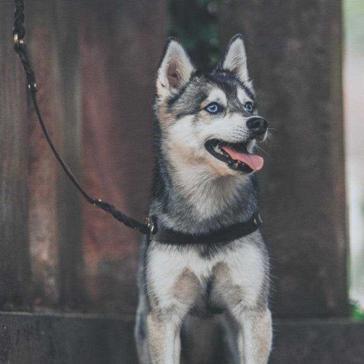 Leather Dog Harness P9725