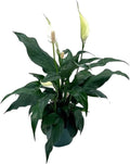 Peace Lily in a 4 inch Pot Q203783