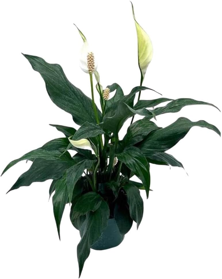 Peace Lily in a 4 inch Pot Q203783
