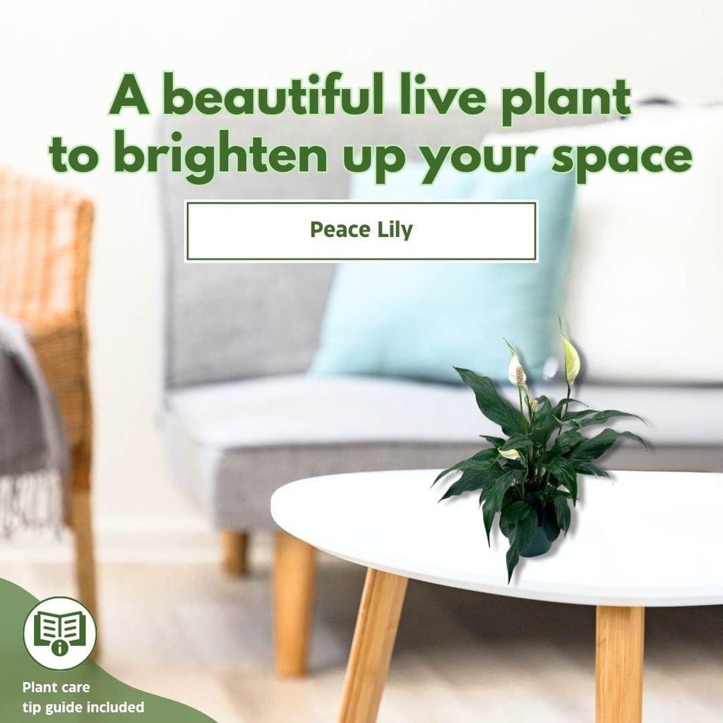 Peace Lily in a 4 inch Pot Q203783