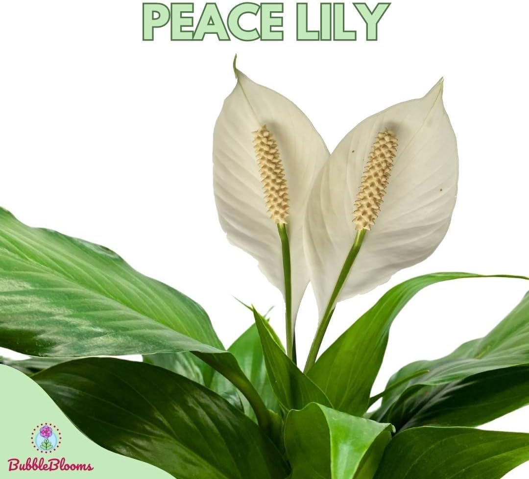 Peace Lily in a 4 inch Pot Q203783