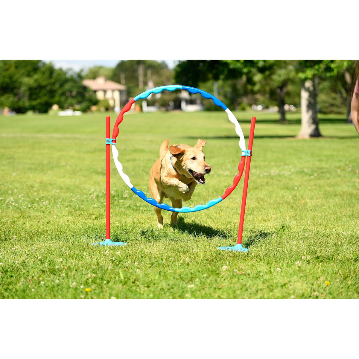 Family Agility Set C17406