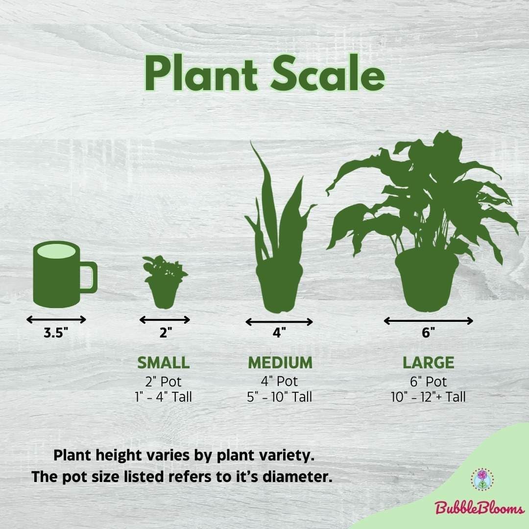 Peace Lily in a 4 inch Pot Q203783