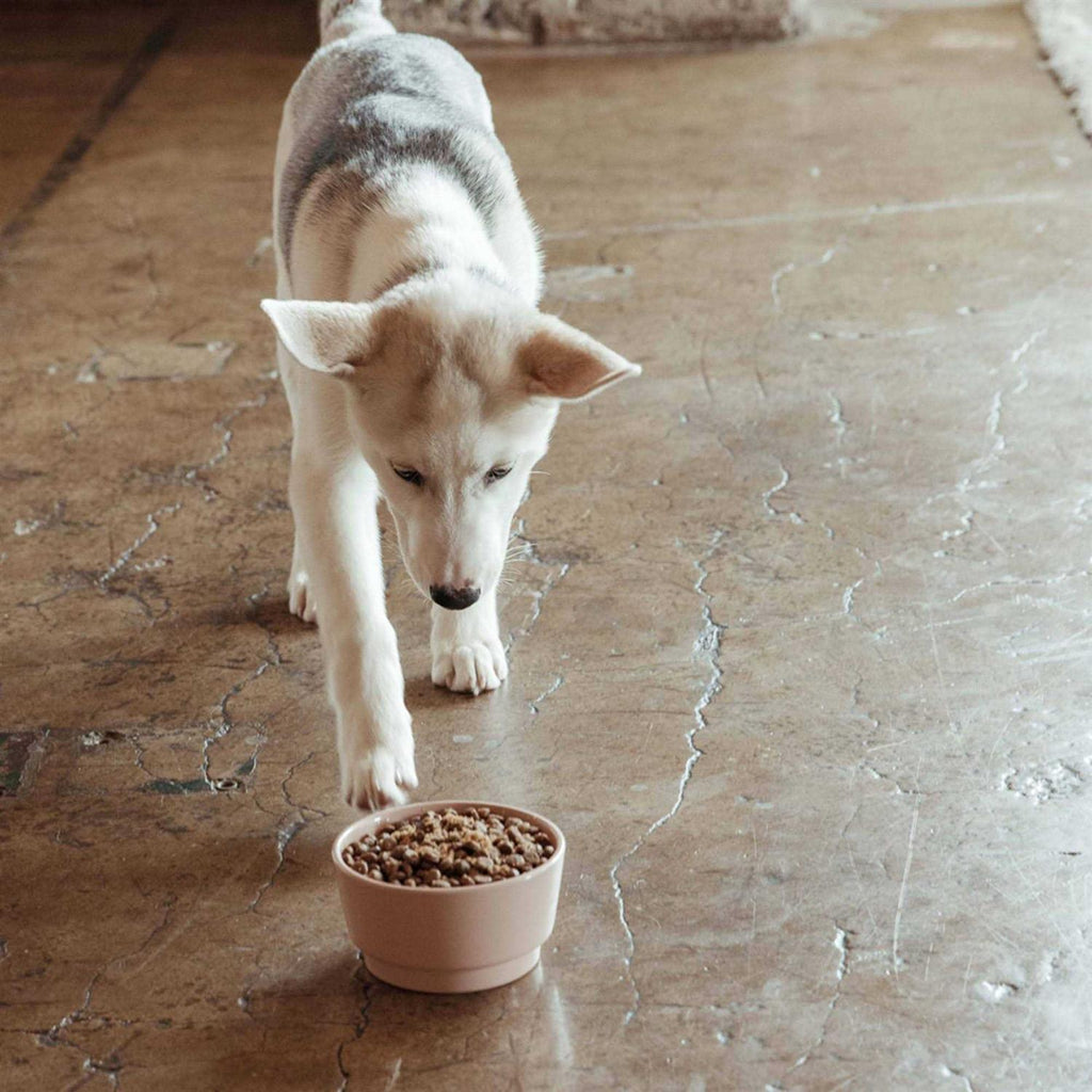 Sweet Potato & Carrot Dry Dog Food L511