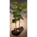 Wine Grape Bonsai Tree W278