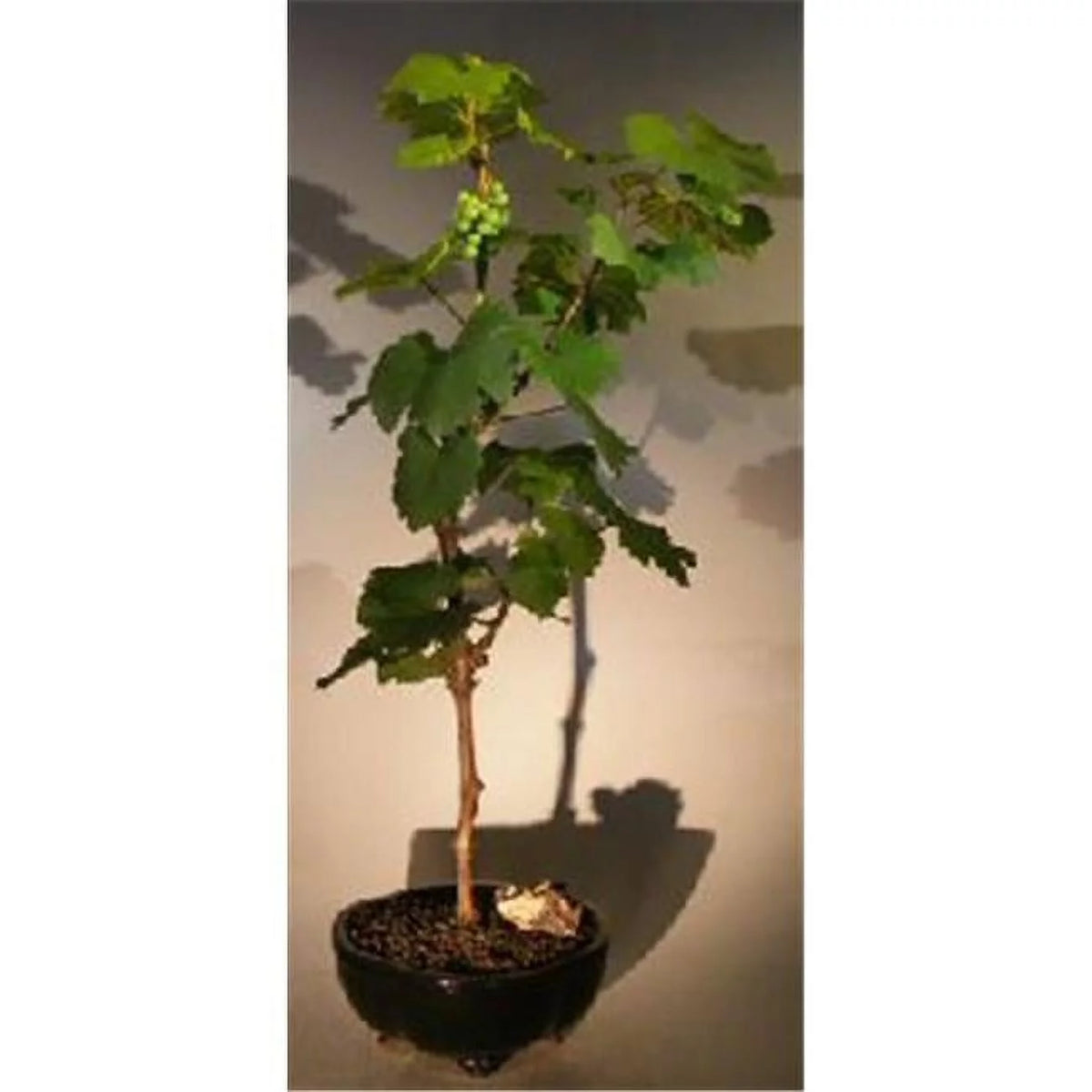 Wine Grape Bonsai Tree W278