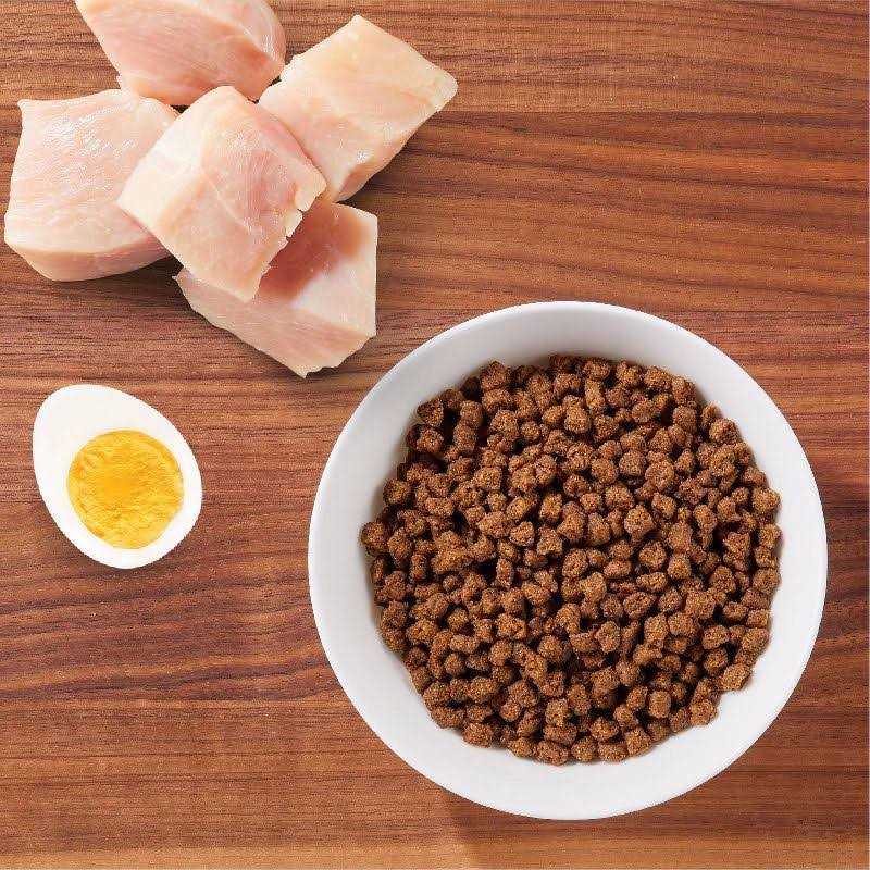 Dry Kitten Food Z427821