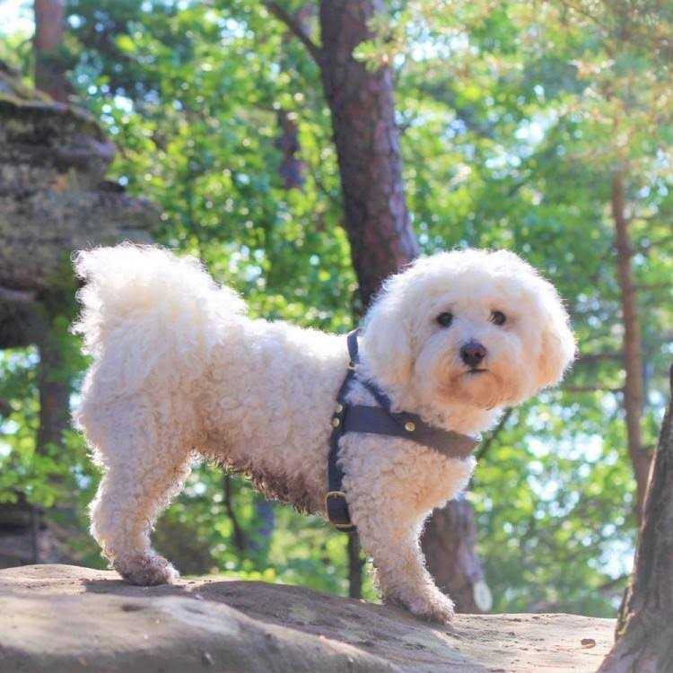 Leather Dog Harness P9725