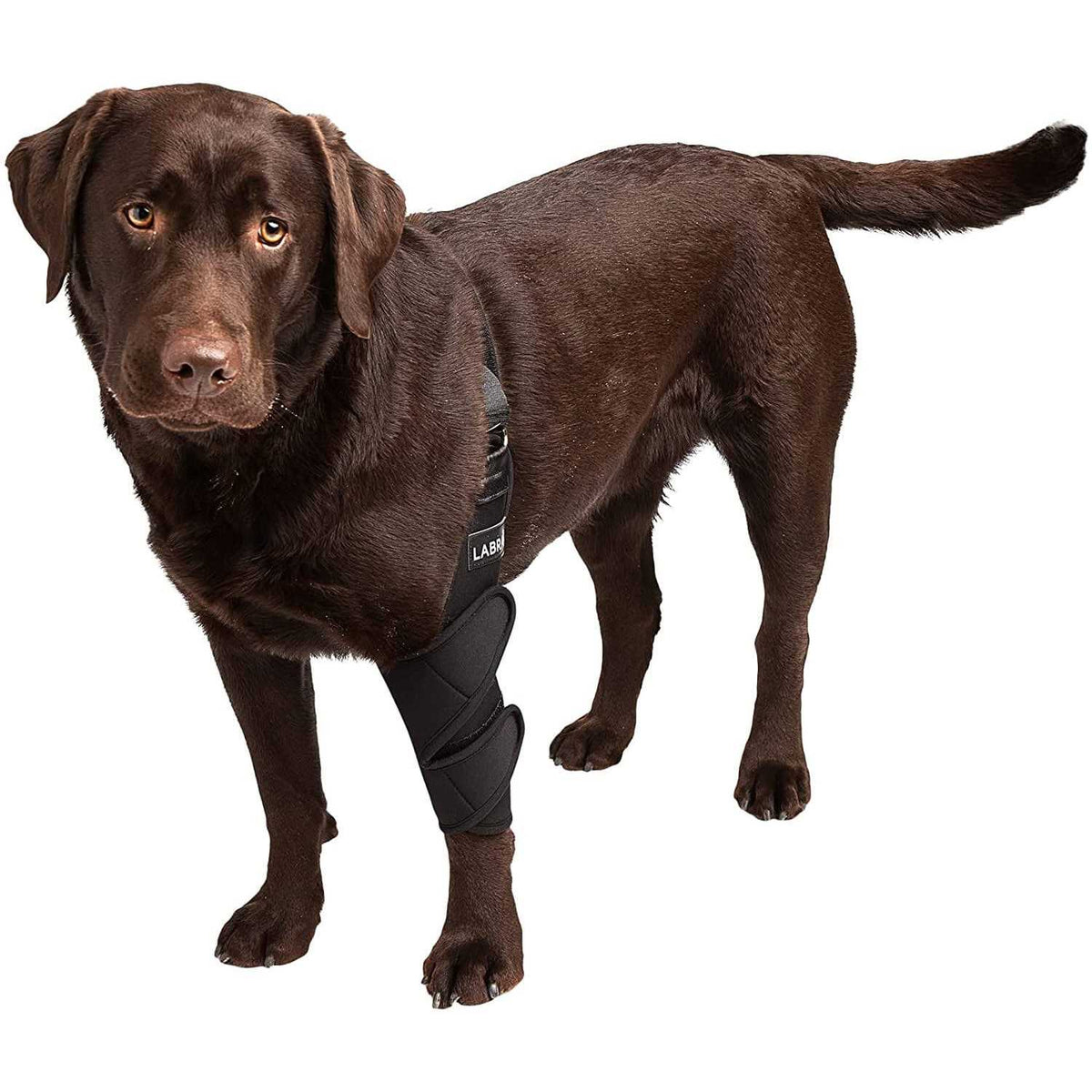 Canine Shoulder Elbow Brace S8620