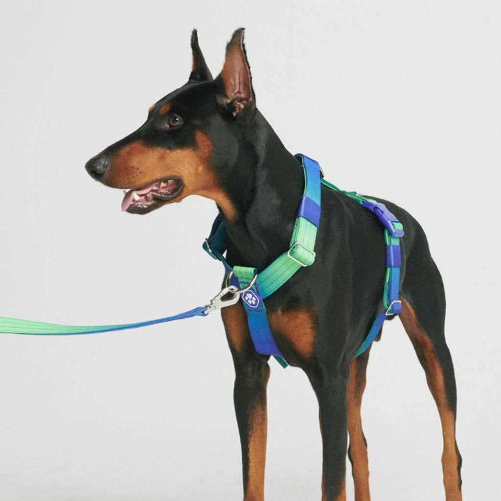 No-Pull Dog Harness G6252
