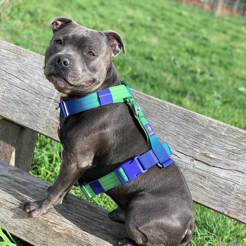 No-Pull Dog Harness G6252